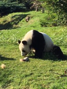 panda