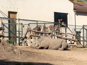 rhinoblanc