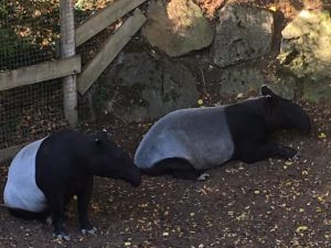 tapirmalais