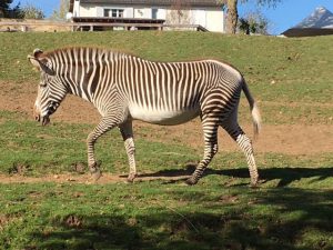 zebregrevy