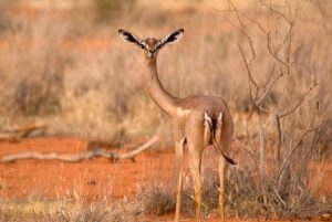 gazelle-waller-beauval-plaine-sahelienne