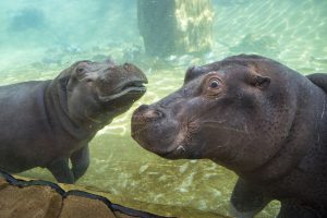 hippopotames_zooparc_de_beauval_15