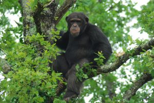 jorg-la-vallee-des-singes