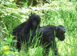 moko-la-vallee-des-singes