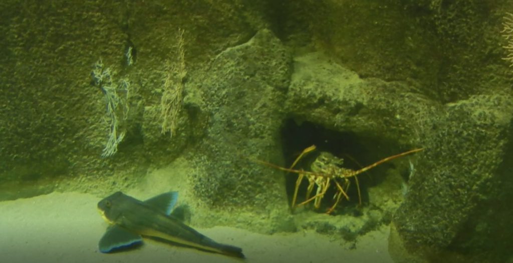 Aquarium Marin de Trégastel (Août 2017) Tropicarept