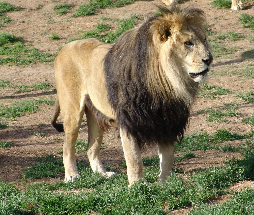 Lion d'Afrique de l'Est | Tropicarept