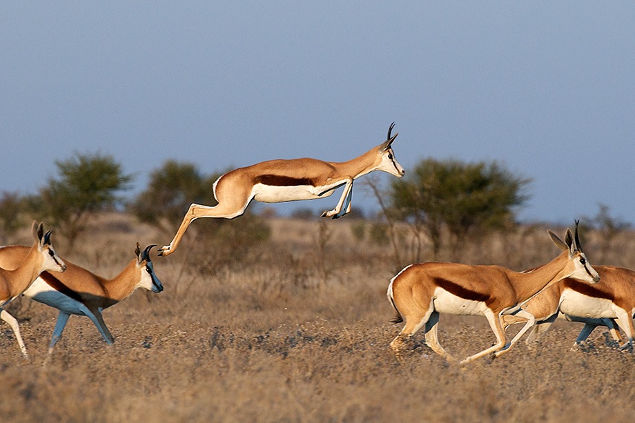 springbok | Tropicarept